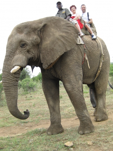 éléphant maman jlr w.JPG